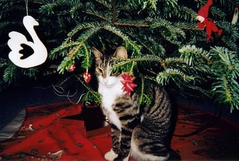 Huskat speedy billede 5