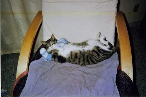 Huskat speedy billede 7