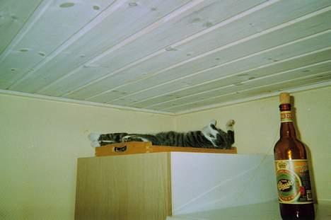 Huskat speedy billede 8