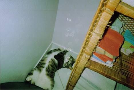 Huskat speedy billede 9