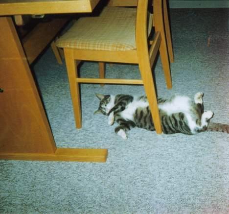 Huskat speedy billede 11