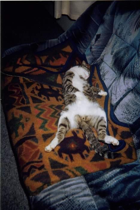 Huskat speedy billede 12