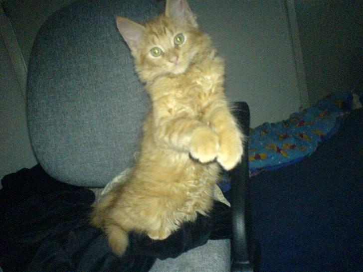 Huskat Tiger billede 1