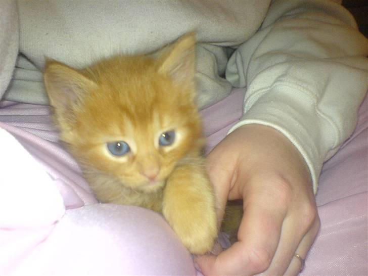 Huskat Tiger billede 2