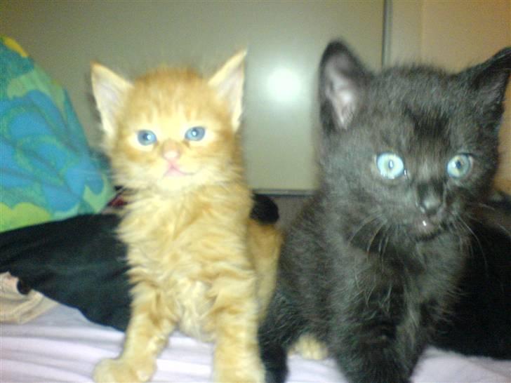 Huskat Tiger billede 3