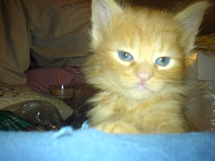 Huskat Tiger billede 4