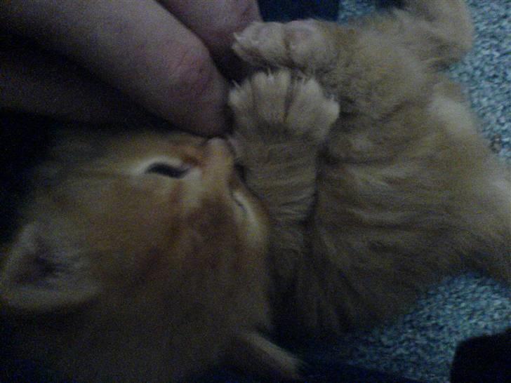 Huskat Tiger billede 5