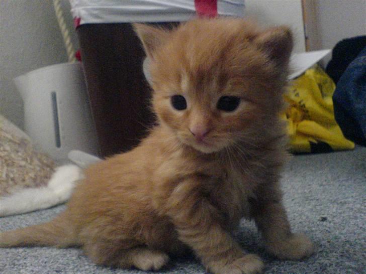 Huskat Tiger billede 6