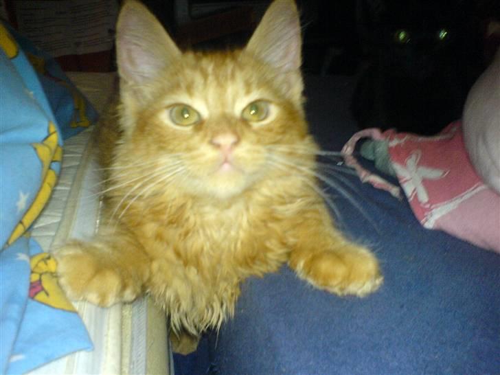 Huskat Tiger billede 7