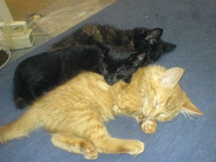 Huskat Tiger billede 8