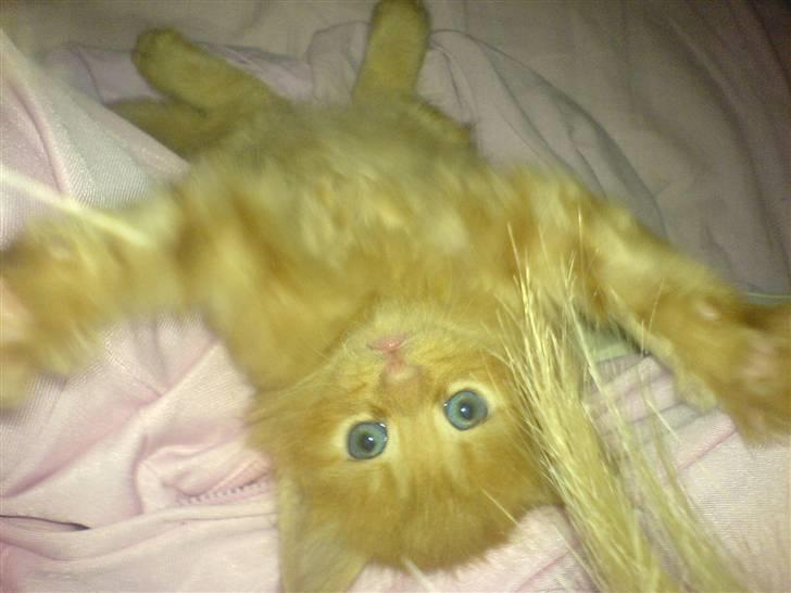 Huskat Tiger billede 9