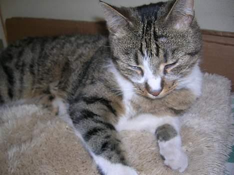 Blanding af racer Elkjær - NYT! nårh misser er du træt billede 7