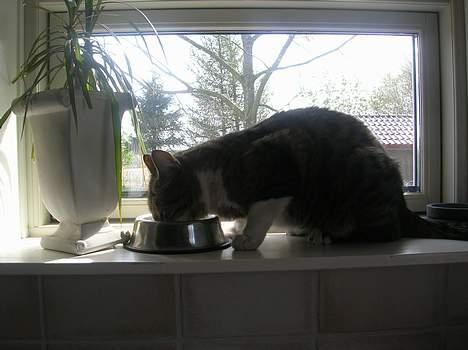 Blanding af racer Elkjær - NYT! Nu blev elle sulten .. han sidder tit i vindus karmen og spiser.. :D billede 10