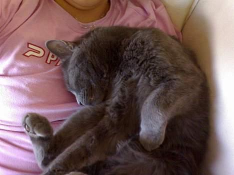 Huskat Felix - Zzzzzz, jeg tar mig lige en lille lur. billede 15