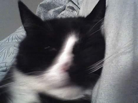 Huskat sorte billede 1