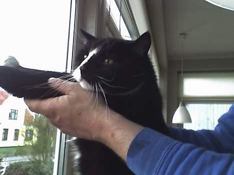 Huskat sorte billede 2