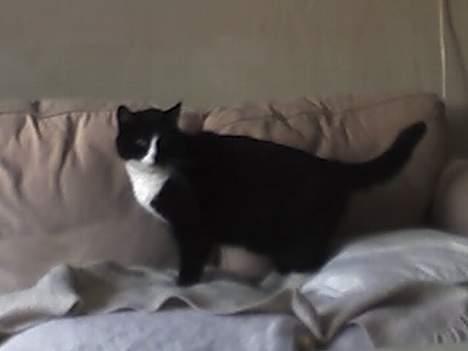 Huskat sorte billede 3