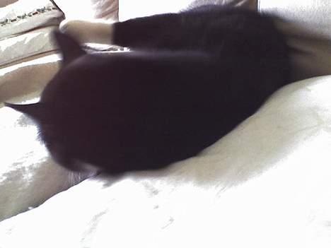 Huskat sorte billede 4