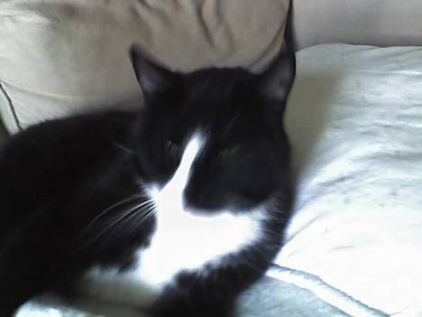 Huskat sorte billede 5