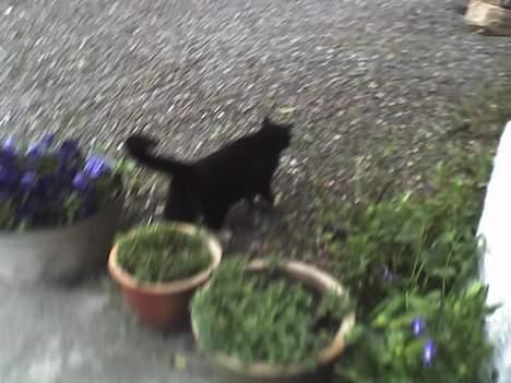 Huskat sorte billede 6