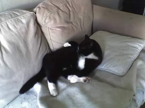 Huskat sorte - ih vor er jeg beskidt billede 7