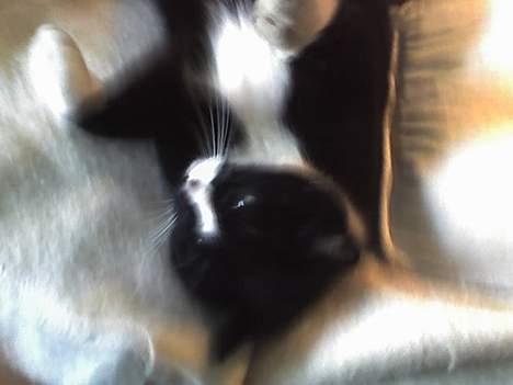 Huskat sorte billede 8