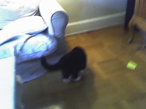 Huskat sorte billede 9