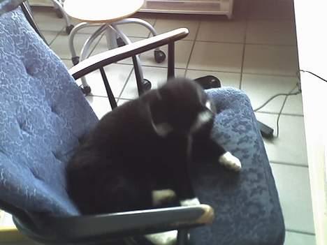 Huskat sorte billede 10