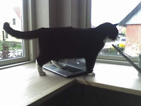 Huskat sorte billede 11