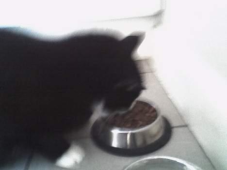 Huskat sorte - det er altid godt med lidt mad billede 12