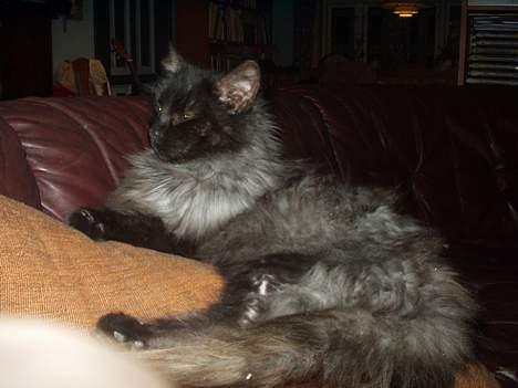 Norsk Skovkat  Afrodite, Dansk Champion billede 10