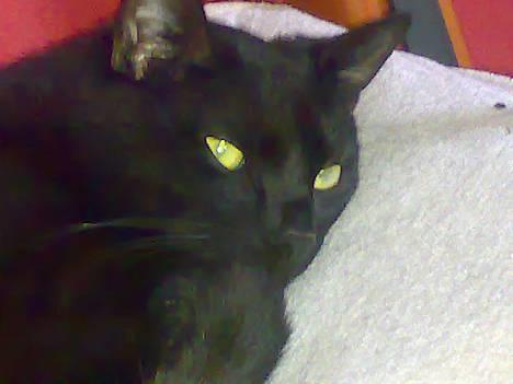 Huskat Møffe billede 1