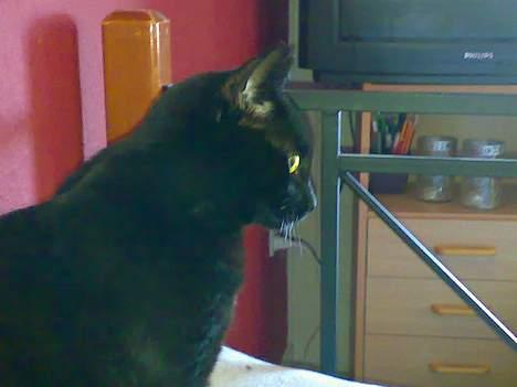 Huskat Møffe billede 2