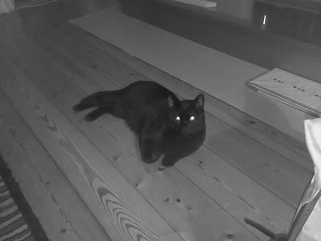 Huskat Møffe billede 3