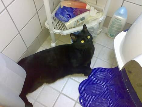 Huskat Møffe billede 4