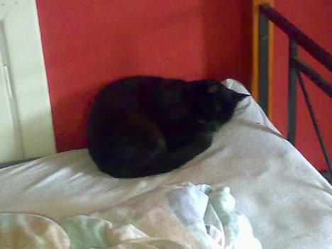 Huskat Møffe billede 5