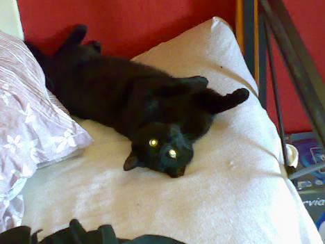 Huskat Møffe billede 6