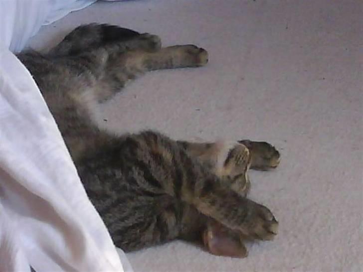 Huskat Poxy (nyt hjem) - Poxy sover xD billede 2