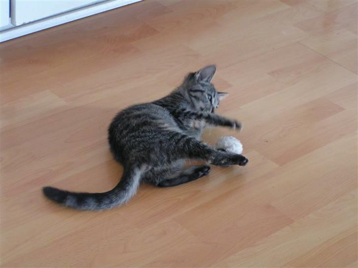 Huskat Poxy (nyt hjem) - Poxy leger med bold... ;) billede 3