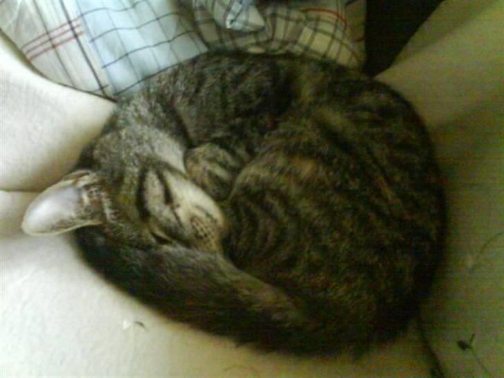 Huskat Poxy (nyt hjem) - Poxyen sover igen :P I bedste pindsvinestil xD billede 4