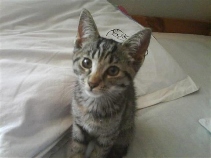 Huskat Poxy (nyt hjem) - Bøøøøøøøøøh  billede 5