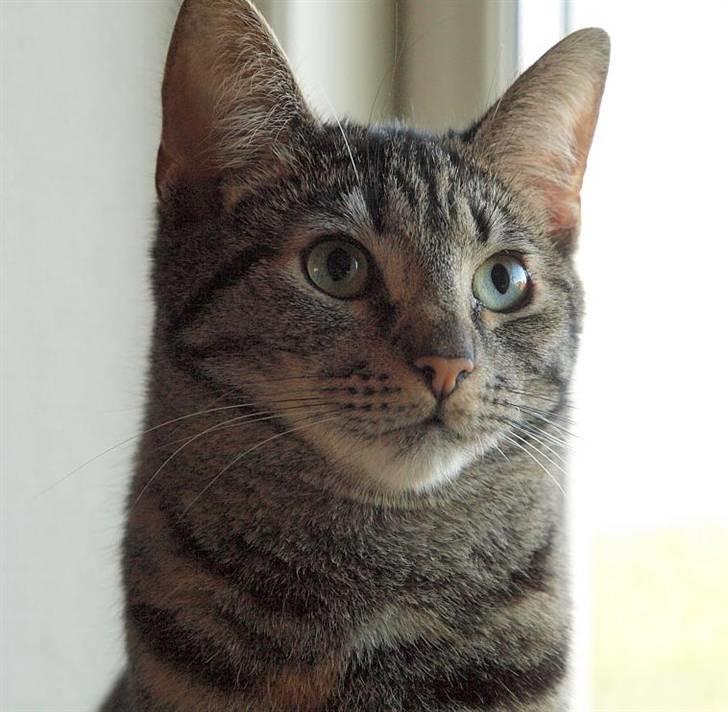 Huskat Poxy (nyt hjem) - Poxy marts 08 billede 7