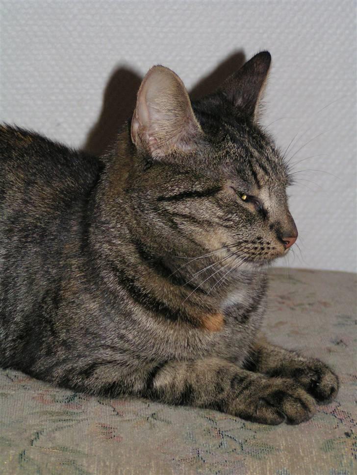 Huskat Poxy (nyt hjem) billede 8