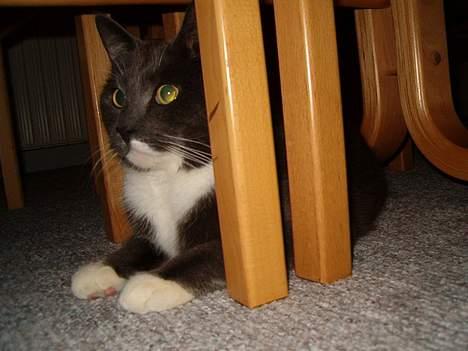Huskat Simba - Simba gemte sig under bordet. billede 1