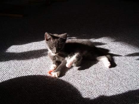 Huskat Simba - Simba da han var en lille killing. billede 2