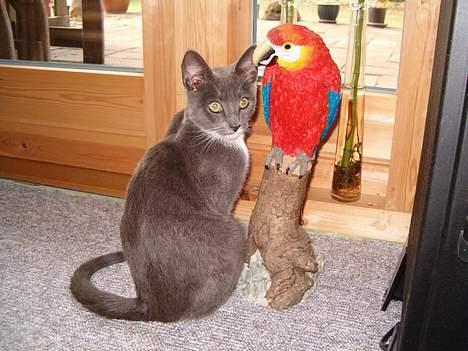 Huskat Simba - At få sig en lille snak med papegøjen xD billede 3