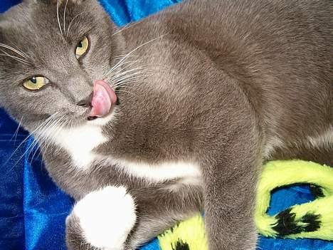 Huskat Simba - Lige efter at have vasket sig. billede 4