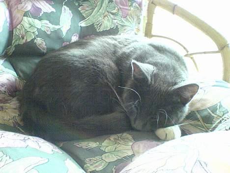 Huskat Simba - Får sig en god søvn i ´hans´ stol.  billede 5