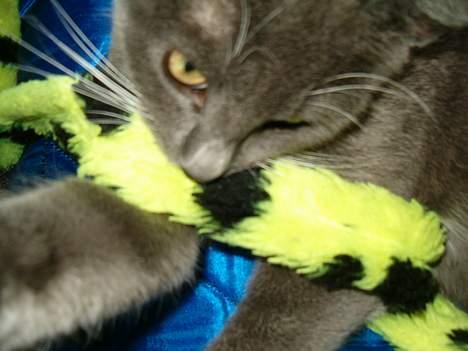 Huskat Simba - ´grrrrrrrr´. Nu skal du dø, Filur!´ haha (: billede 6