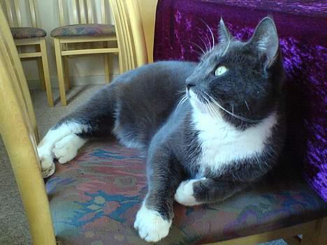 Huskat Simba - Får sig lige en slapper på stolen. billede 7